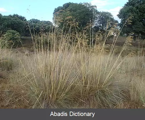 عکس استپی بزرگ