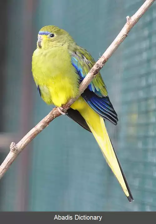 عکس طوطی برازنده