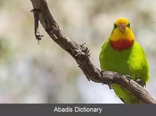 عکس طوطی والا
