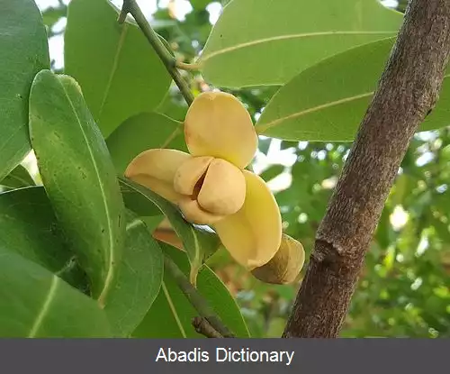 عکس رومدول