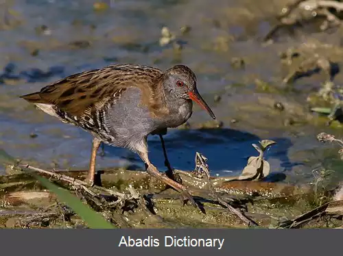 عکس کلنگ ریختان