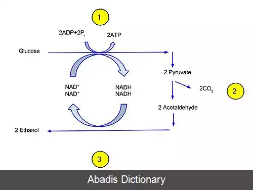 عکس بیوترنسفورماسیون