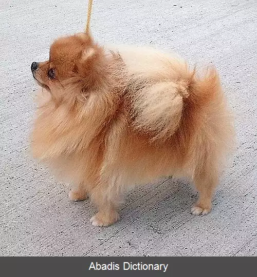 عکس سگ همراه
