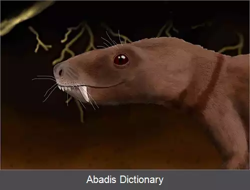 عکس سه شیاره دندان