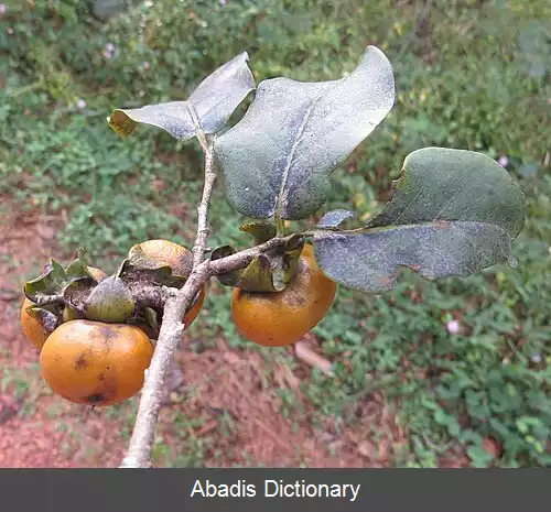 عکس خرمالوی مونتانا