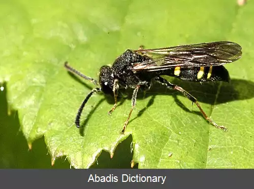 عکس زنبور کاونده سیخ بزرگ