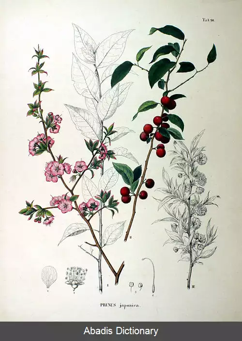 عکس بوته گیلاس شرقی