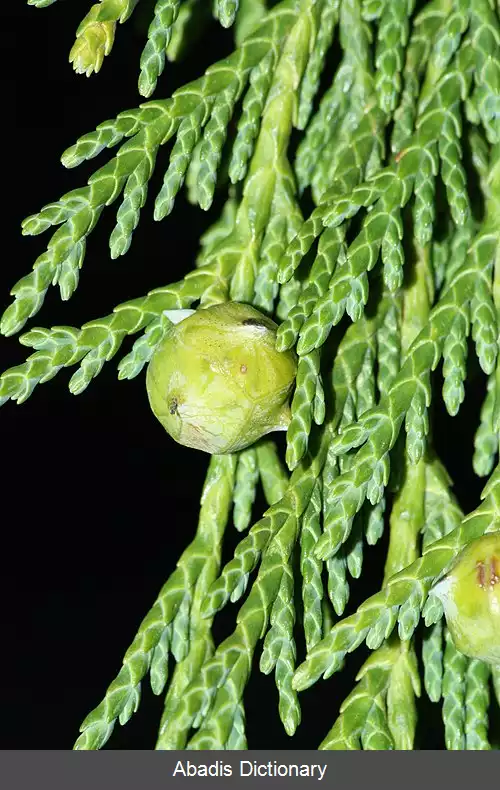 عکس سرو آلاسکا