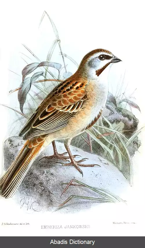 عکس زردپره یانکوفسکی