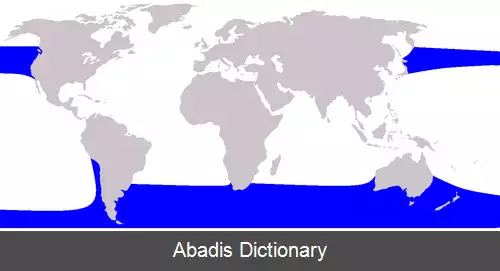عکس دلفین صاف