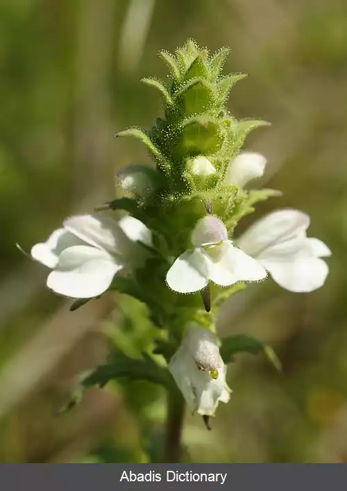 عکس بلاردیا