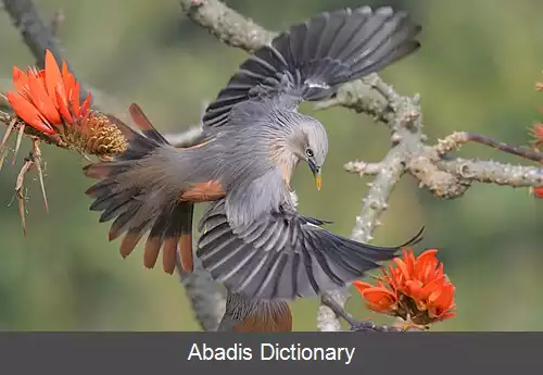 عکس سار دم بلوطی