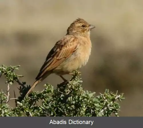 عکس زردپره چکاوک مانند