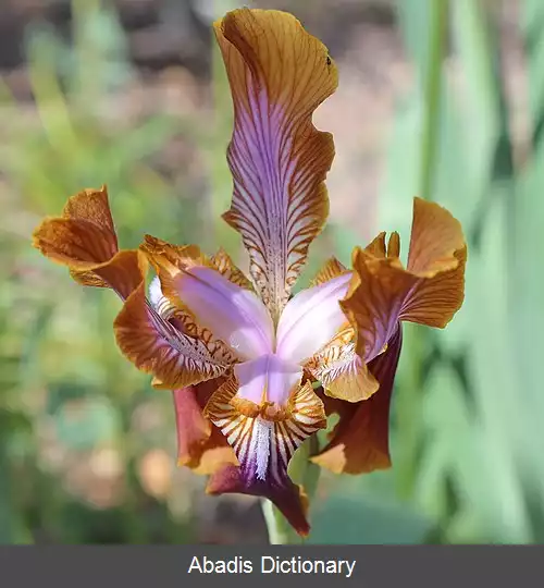 عکس زنبق پامیری