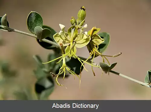 عکس بریسی (گیاه)
