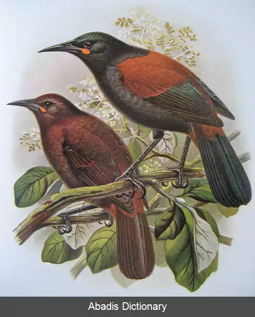 عکس زین به پشت