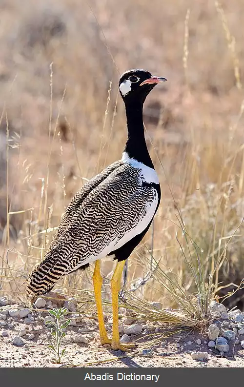 عکس هوبره سیاه شمالی