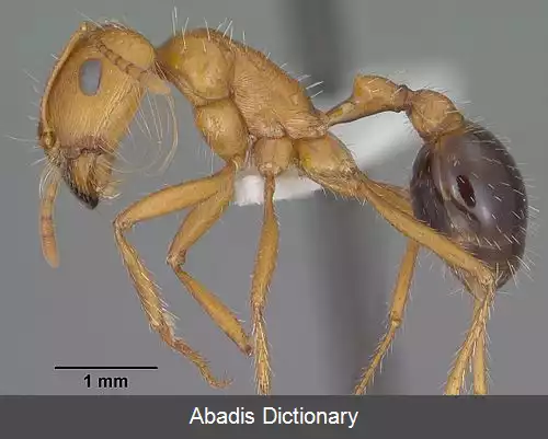 عکس مورچه خرمن بردار کالیفرنیا