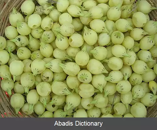 عکس درخت روغن