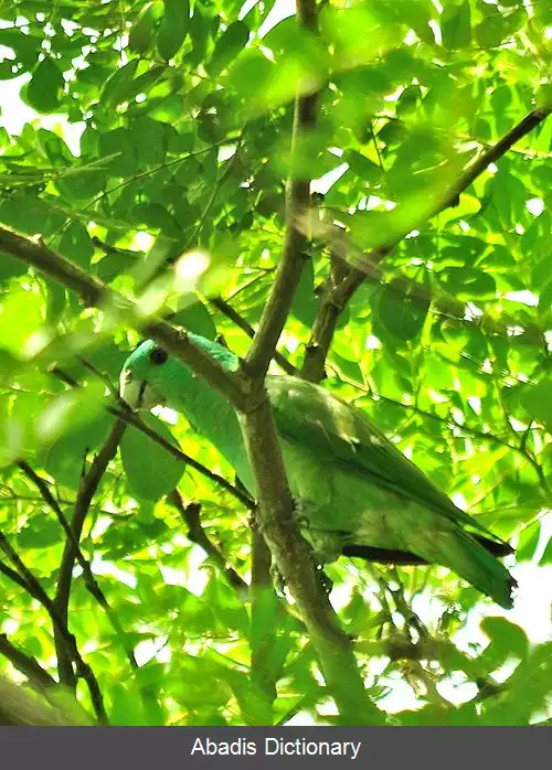 عکس دم پارویی سرکبود