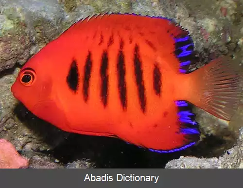 عکس فهرست گونه های ماهیان آکواریومی دریایی