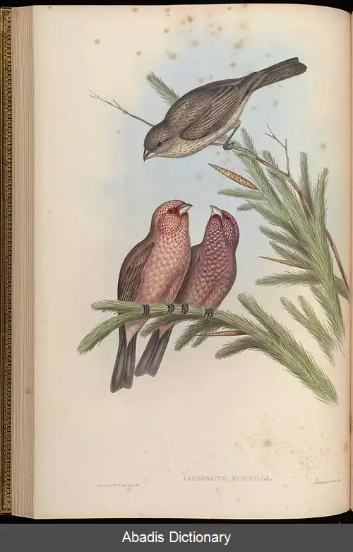 عکس سهره گلی بزرگ