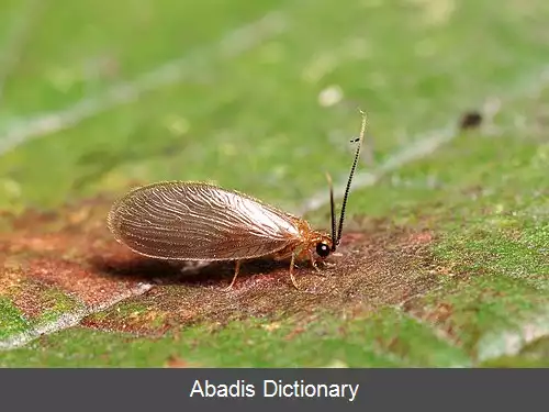 عکس اسفنجی مگسان