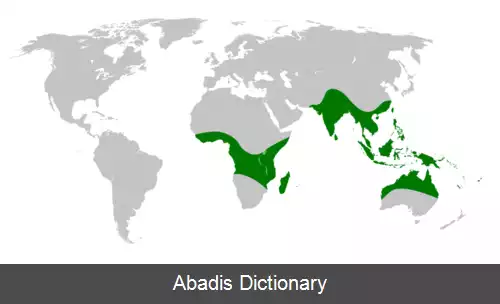 عکس دریناریا