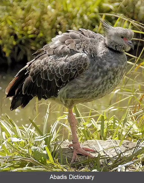 عکس فریادکش جنوبی