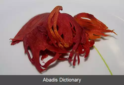 عکس بسپاسه