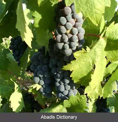 عکس زینفندل