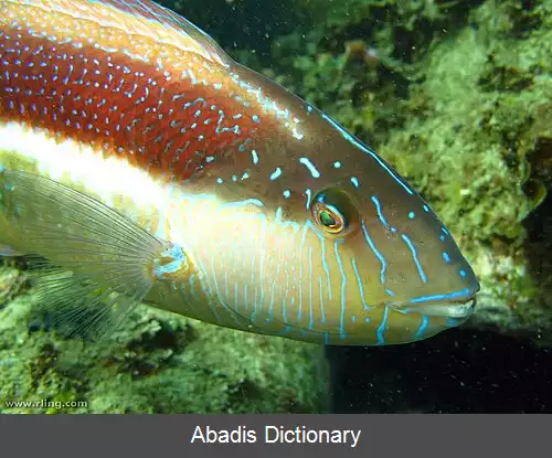 عکس زمردماهی مائوری جنوبی