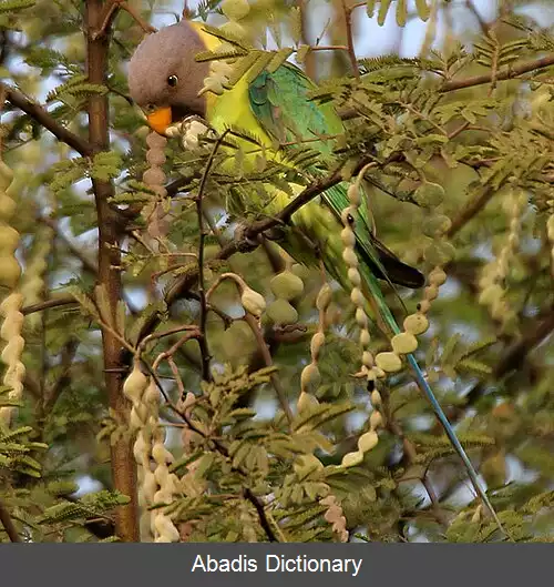 عکس طوطی سرآلویی