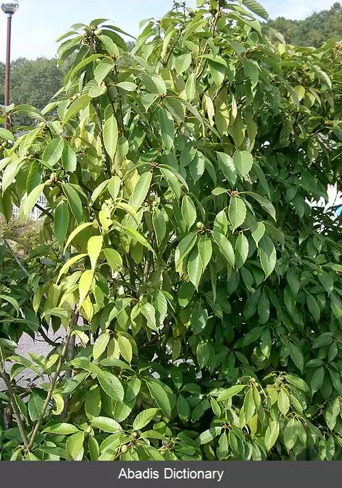 عکس بلوط آبی ژاپنی