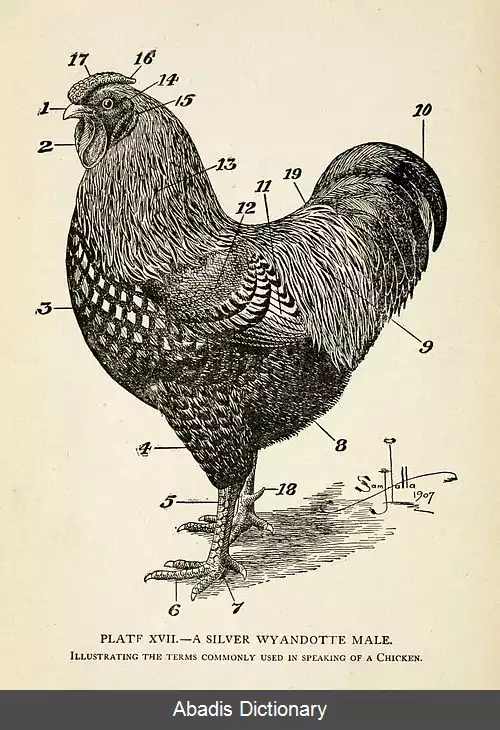 عکس فهرست پرهای ماکیان