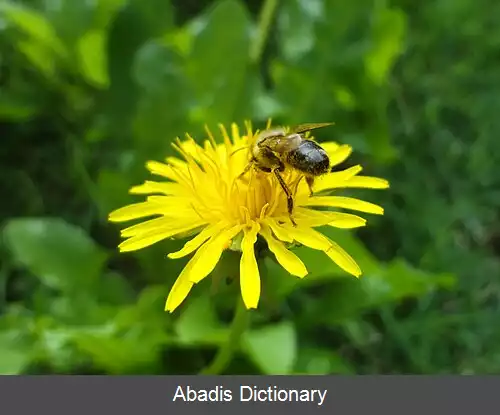 عکس منبع شهد