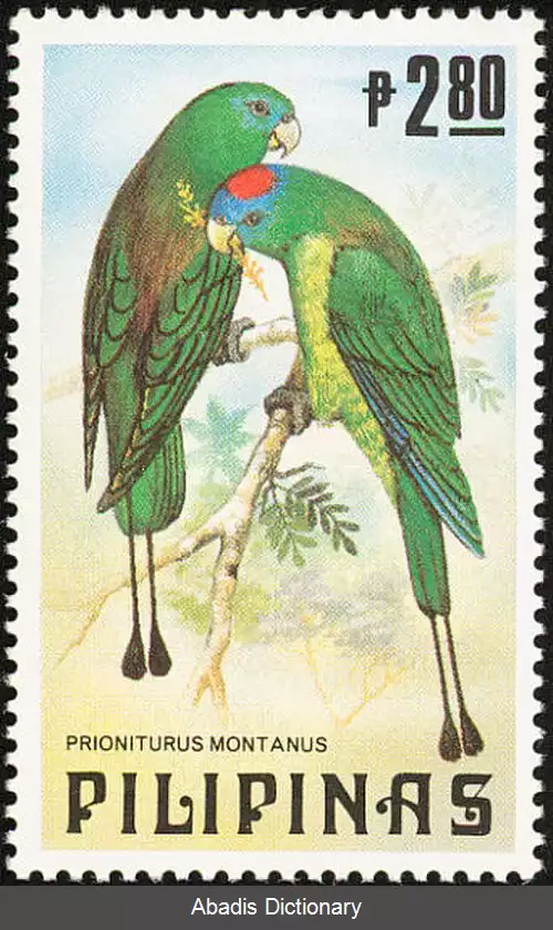 عکس دم پارویی کوهی