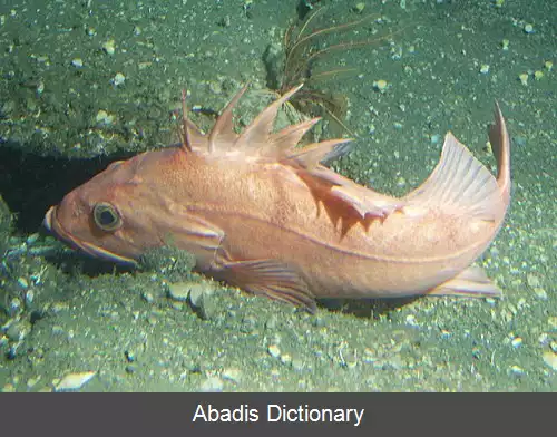 عکس صخره ماهی هوسران