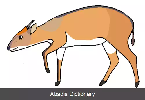 عکس آهوچه شکم سفید