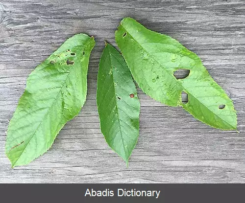 عکس بیماری غربالی