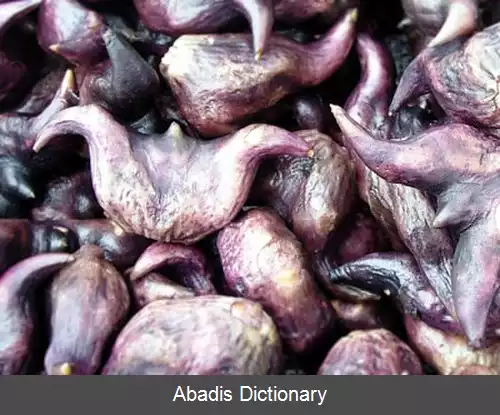 عکس سه کنجه خیز