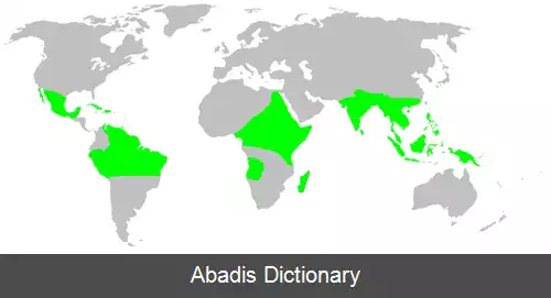 عکس عنکبوت های زمینی باف کوتوله