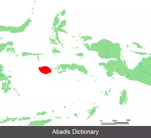 عکس دم پارویی بورو