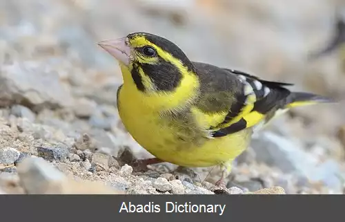 عکس سهره سبز سینه زرد