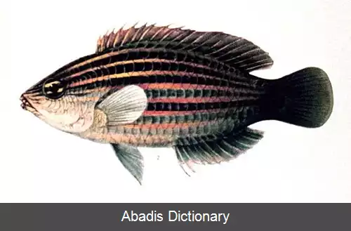 عکس زمردماهی شش خطه