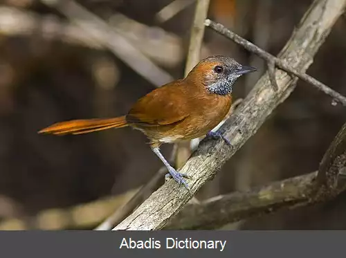 عکس دم تیزک گلوجوگندمی