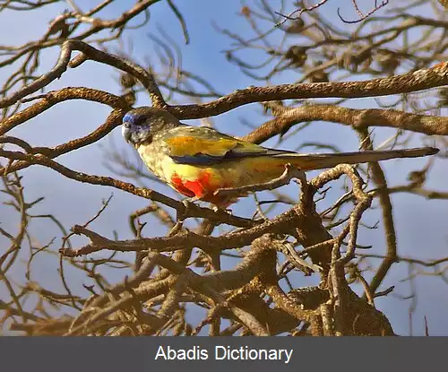 عکس آبی چهره