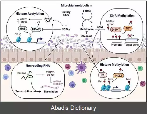 عکس تنظیم اپی ژنتیکی میکروبیوم