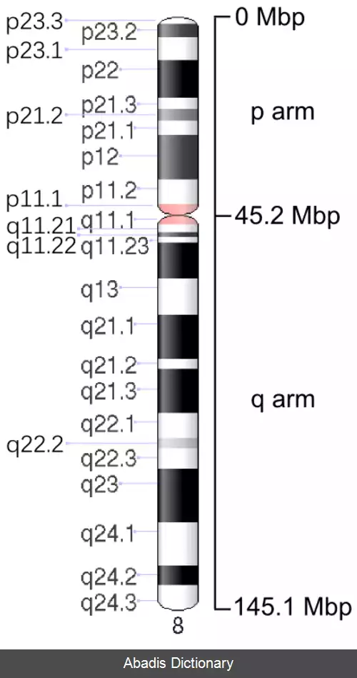 عکس کروموزوم ۸ (انسان)