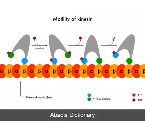 عکس کینزین